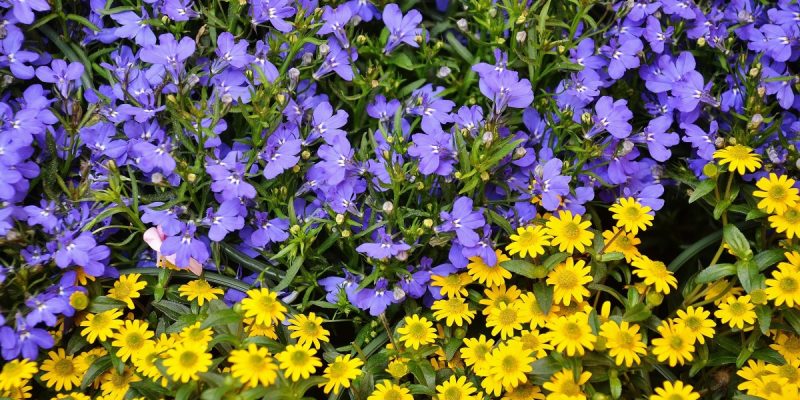violettes et marguerites